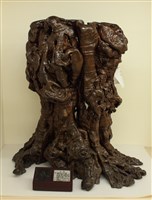 藏品(九芎根部標本)的圖片